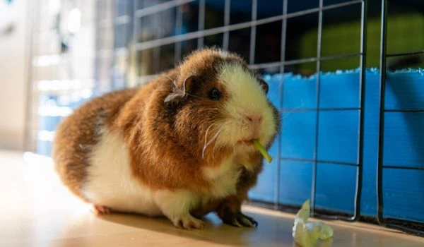 Guinea Pig Eating and apparently storing food in cheeks