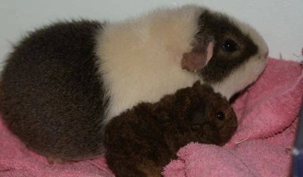 Guinea Pig with her newborn pup