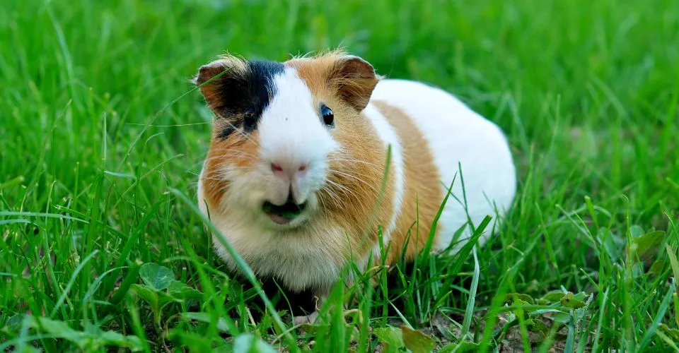 guinea pig purring