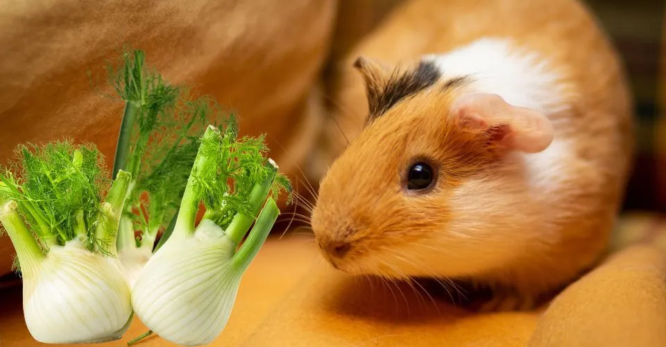 Guinea Pig sniffing Fennels on a couch