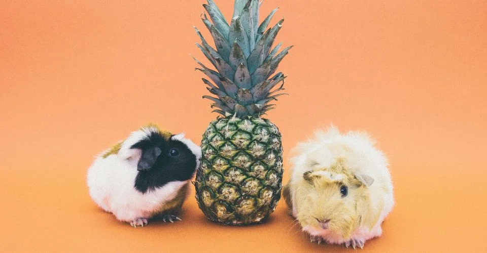Guinea Pig sniffing pineapple
