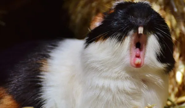 Guinea pig with open mouth about to bite