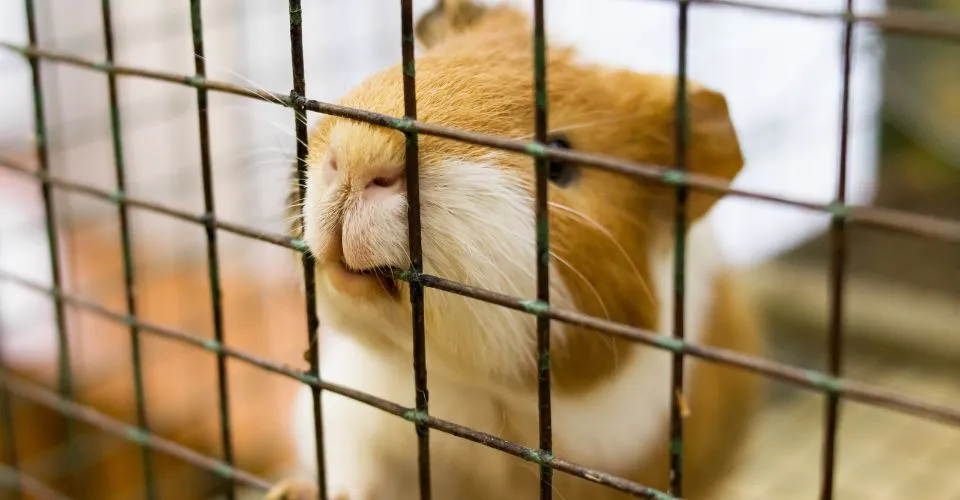 guinea pig biting its cage, why