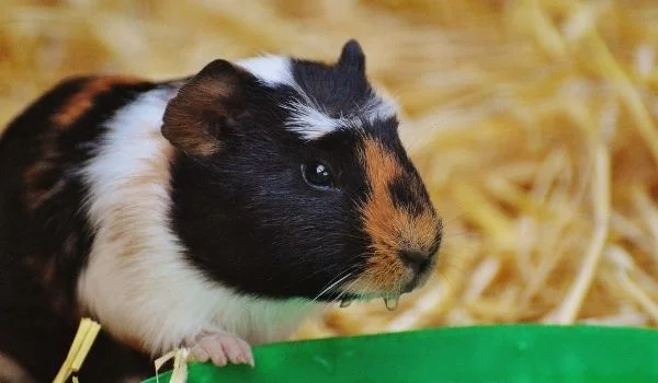 Pregnant Guinea pig drinking water