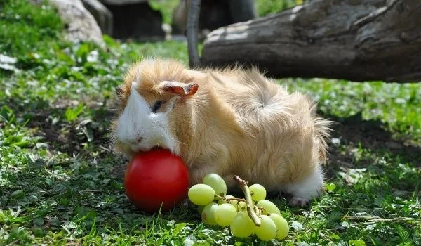 Pregnant Guinea pig eating fruits