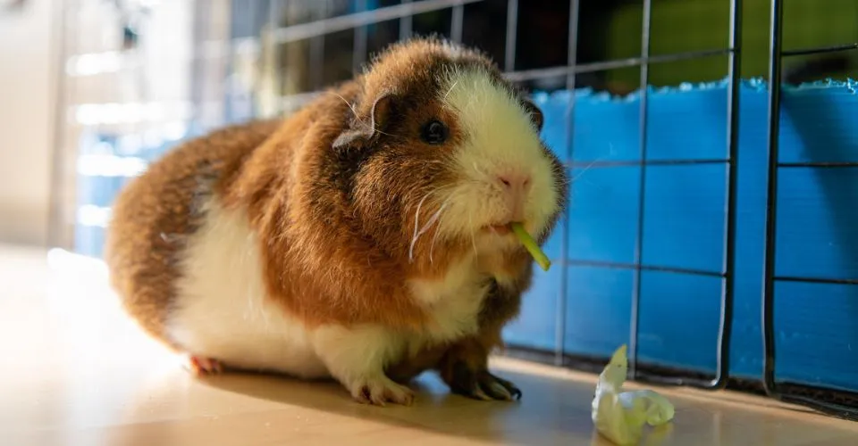 Guinea pig fluffed up while eating leafy greens