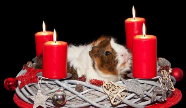 Guinea pig in a basket with four burning candles