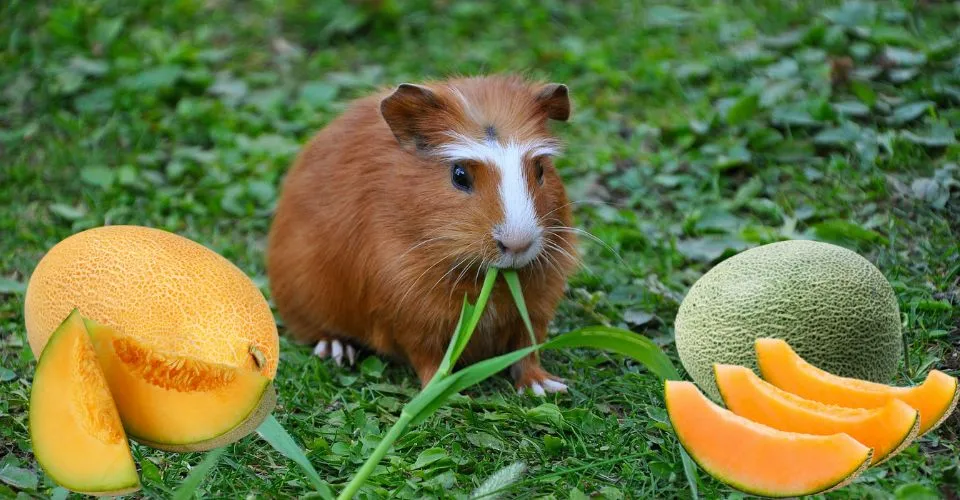 Guinea pig in law with honeydew melons
