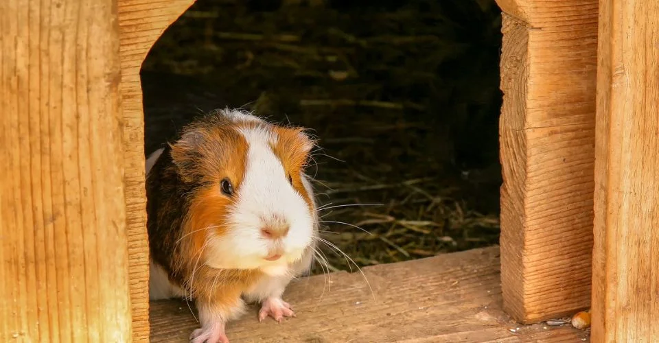Guinea pig looking out of it hutch-Do guinea pigs hibernate