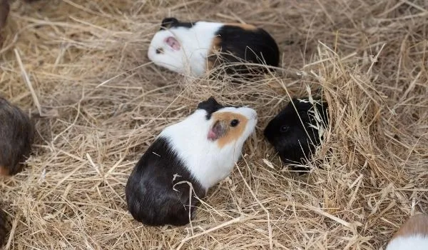 Guinea pig sneezing due to dust particles in hay