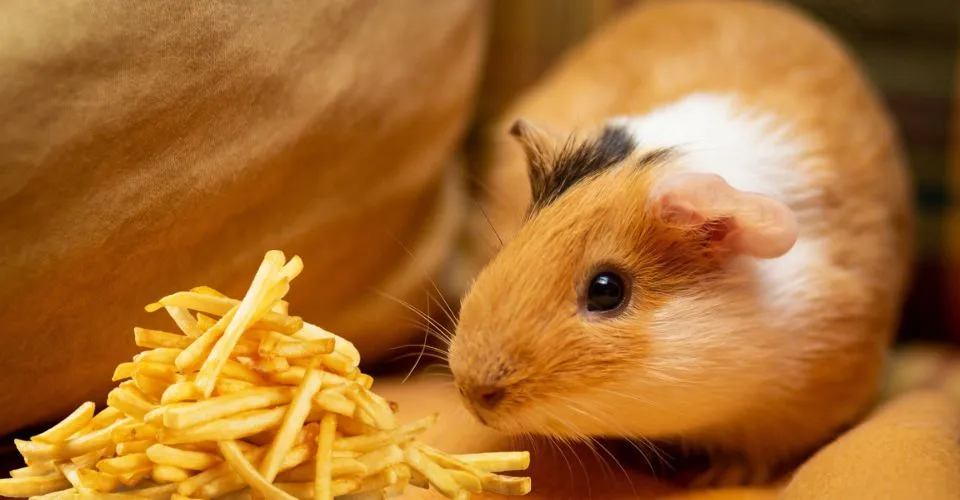 Guinea pig sniffing french fries