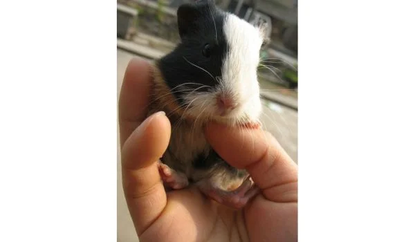 Guinea pig sniffing hand of his handler--ready to bite