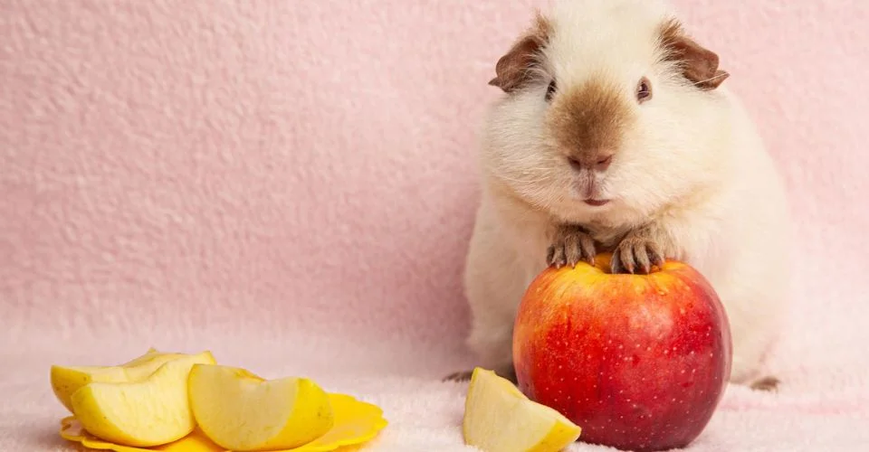 Guinea pig standing with its front legs on a red apple
