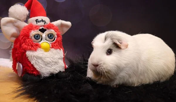 Himalayan Guinea Pig on a black rug sitting besides a red colored toy