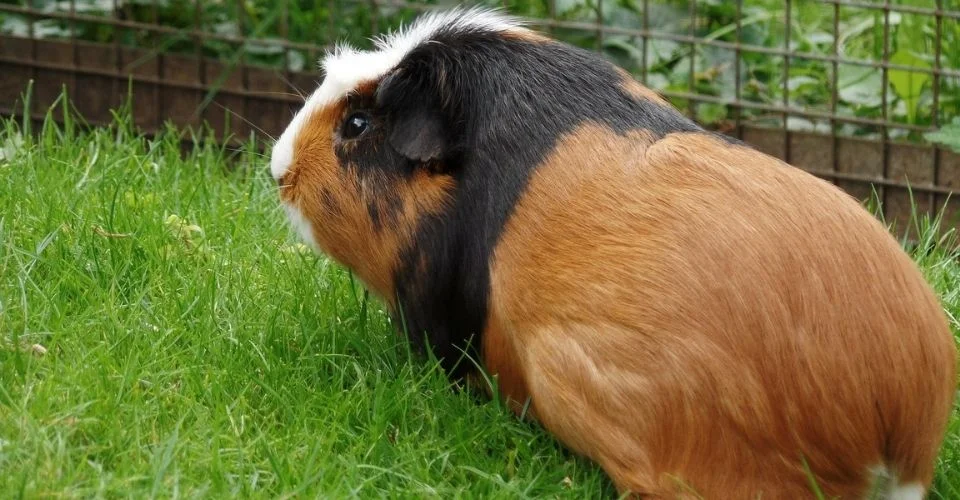 How To Tell If a Guinea Pig Is Pregnant