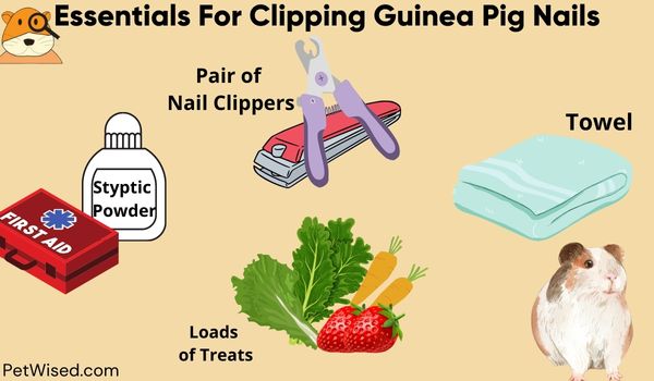 Illustration showing Essential items For Clipping Guinea Pig Nails