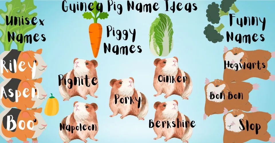 Infographic giving Guinea pig name ideas