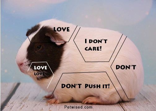 infographic showing where do guinea pigs like to be petted