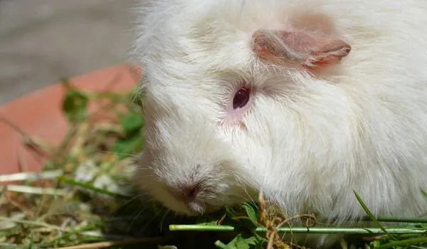 Lethal White Guinea Pig with Pink Eyes