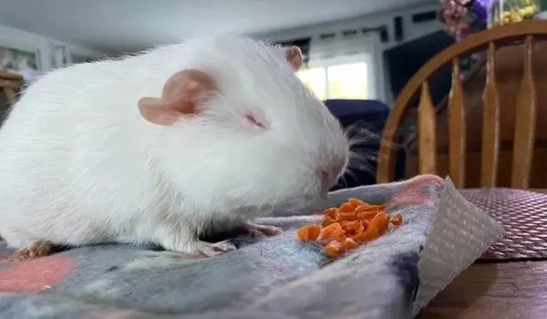 Lethal white guinea pig sitting on a table smeling chopped carrot