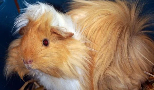 Long Haired Peruvian Guinea Pig