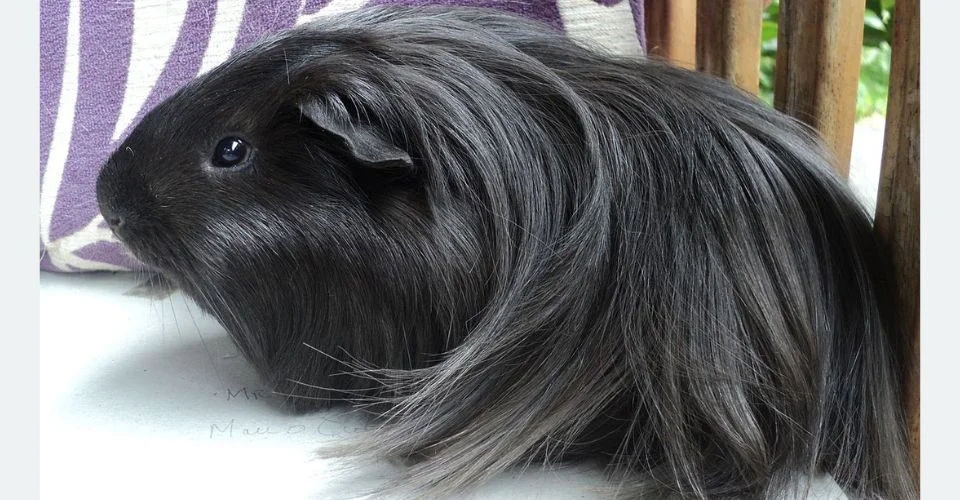 Long haired Black Silkie Guinea Pig