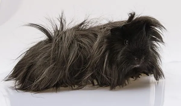 Longhaired Black Peruvian Guinea Pig on a white background