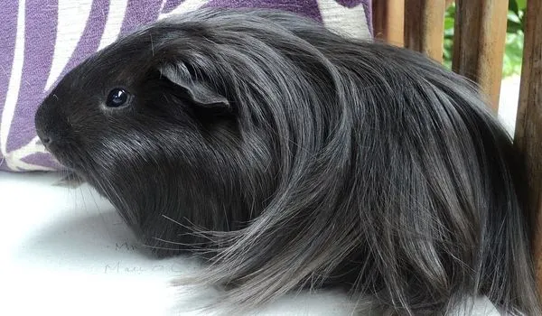 Longhaired Black Silkie Guinea Pig sitting on a white quilt