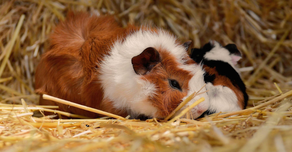 Mama Guinea Pig with her newborn pups