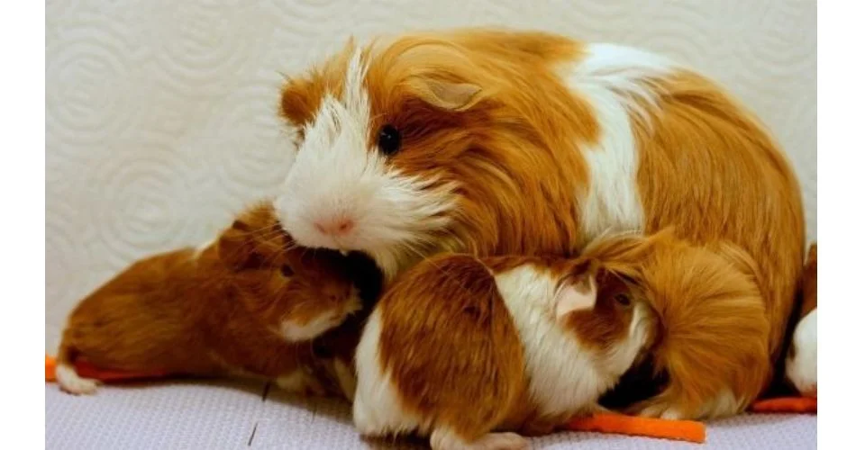 Mama guinea pig nursing her pups