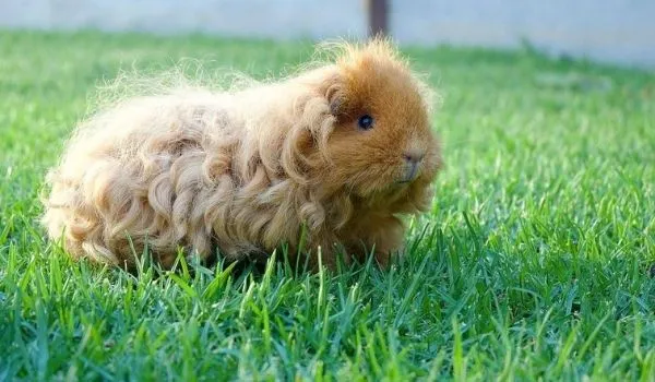 curly haired Merino Guinea pig

