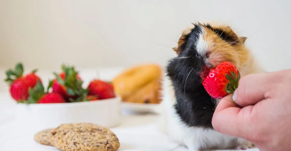 Person hand feeding a strawberry to a guinea pig with a cookie sitting nearby on a white sheet
