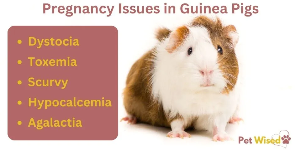 Guinea Pig Pregnancy Issues