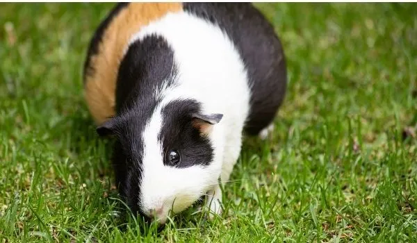 Pregnant Guinea Pig with a bigger belly