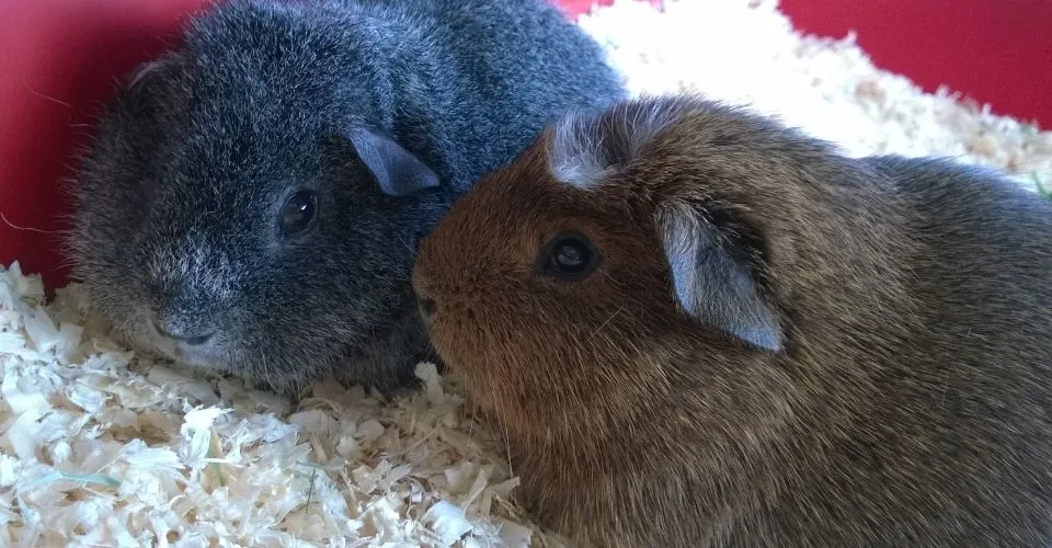 Two Rex Guinea Pigs in their cage