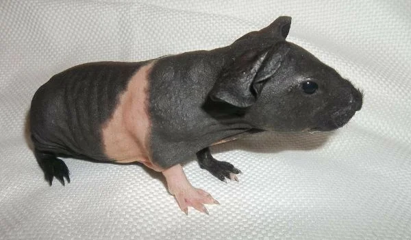 Shaved baby guinea pig