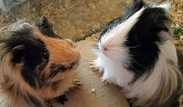 Two Sheba guinea pigs standing in their cage