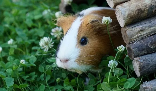 guinea pig hiding in its hutch