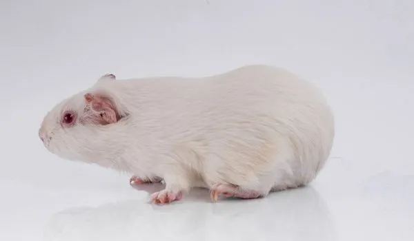 Small Lethal white guinea pig on a white background