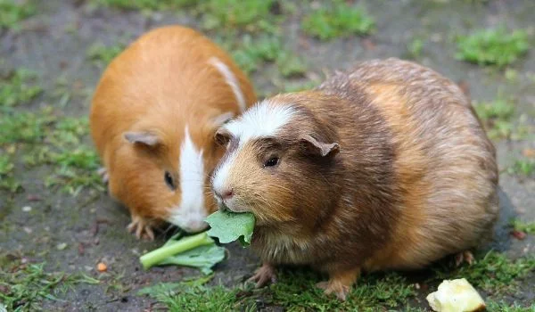Two brown American Guinea Pigs eating leaves outside