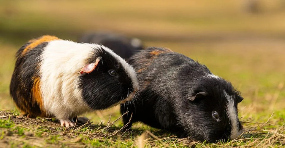 Two American Guinea Pigs grazing on the lawn