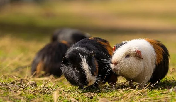 Two American Guinea Pigs grazing outside