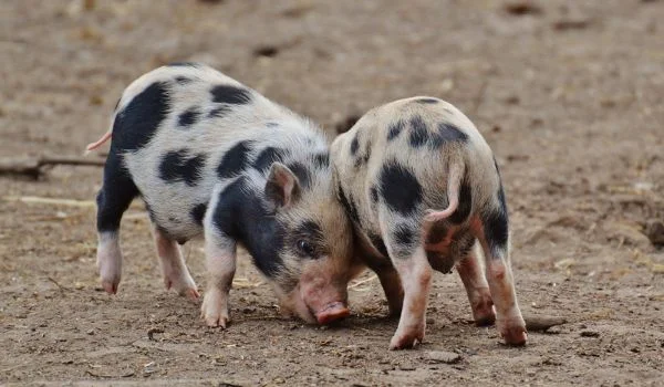 Two Juliana pigs playfighting