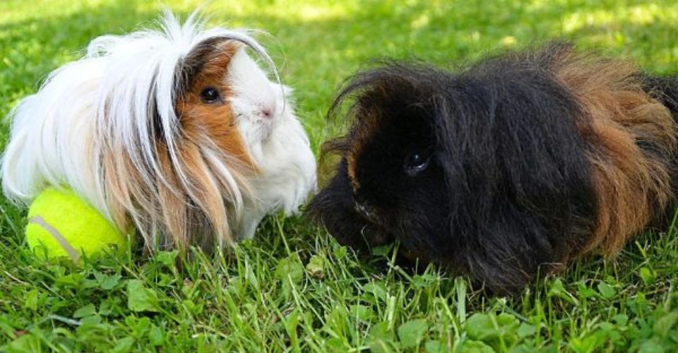 Two Lunkarya Guinea Pigs Playing in Yard