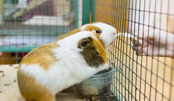 Two guinea pig in their cage eating treat from the hand outside the cage