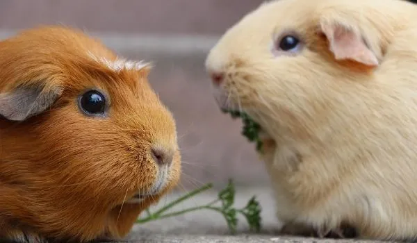 closeup of two guinea pigs eating