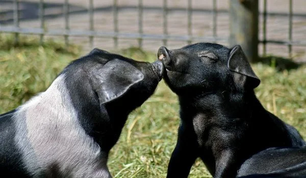 Two teacup pigs kissing