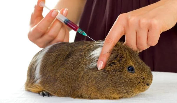 Vet administrating injection to a guinea pig