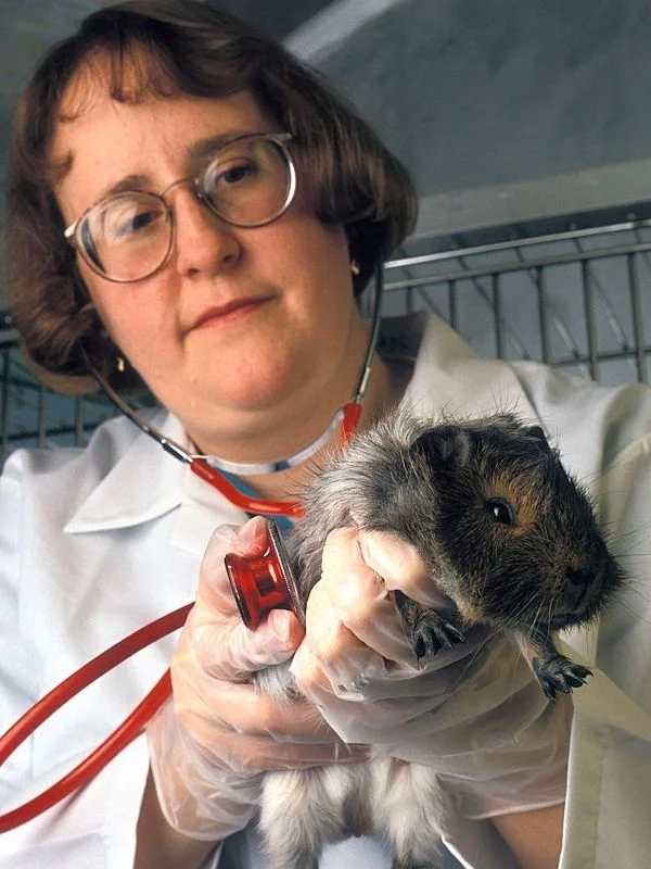 Vet checking guinea pig for pregnancy
