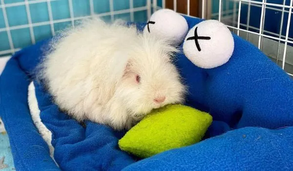 White texel guinea pig resting in its cage